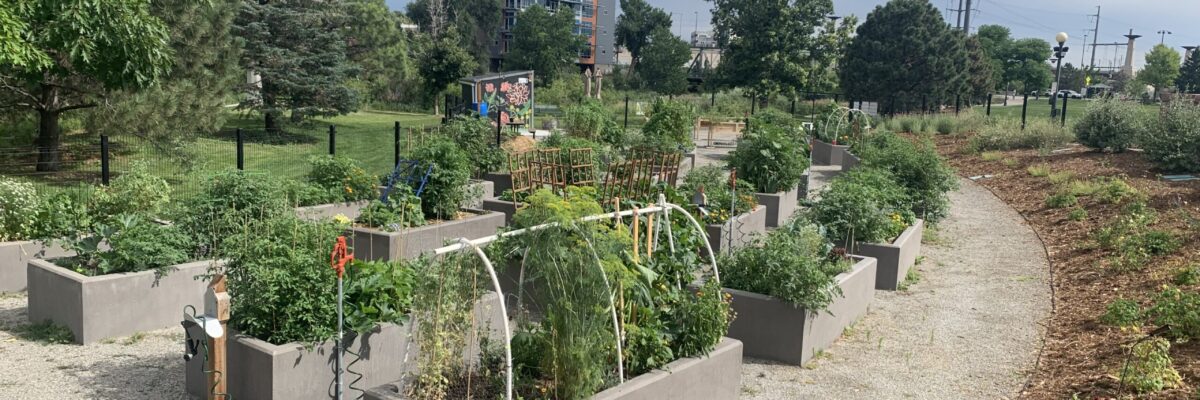 Commons Park Community Garden is Blooming / Yoga in the Garden July 29th
